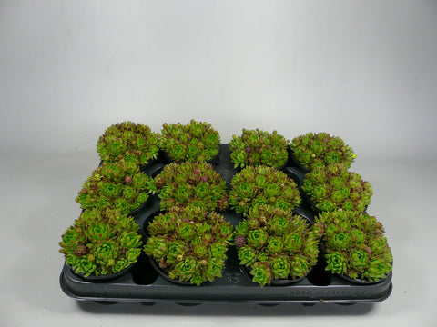 Groene Kraal - Sempervivum - Rotsplantenshop