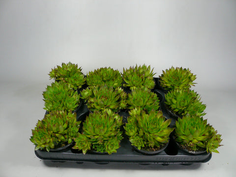 Licht groen - Sempervivum - Rotsplantenshop