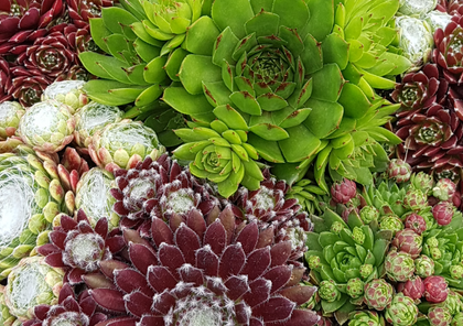 Sedum aanbieding