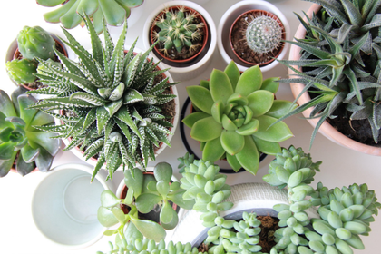 Cactus en succulenten voor in huis