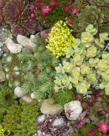 Sedum plantjes kopen los of tray