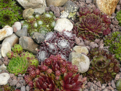 sempervivum kopen?