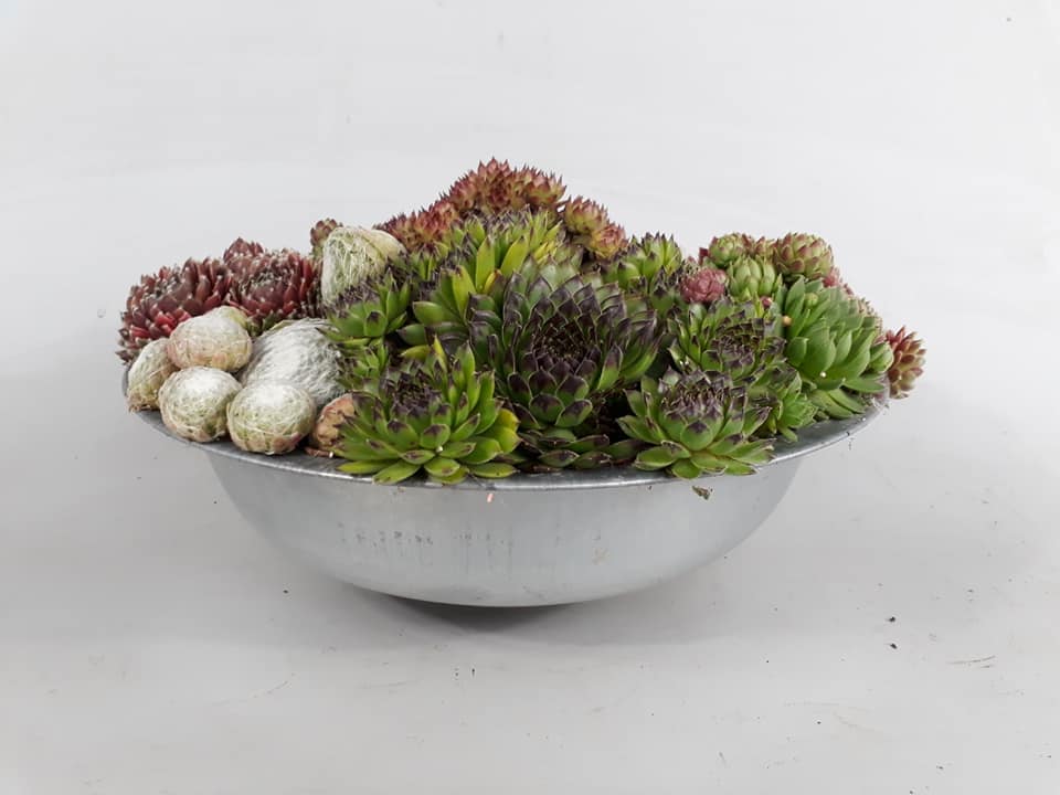 coconut house plant Coconut Tree Red Spicata, Exotic and Rare main image 0