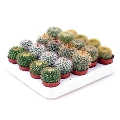 Mini cactus bol mix 5cm – 5 stuks - Rotsplantenshop
