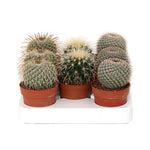 Cactus bol mix 12cm – 3 stuks - Rotsplantenshop