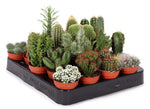 Mini cactus mix 7cm - 5 stuks - Rotsplantenshop