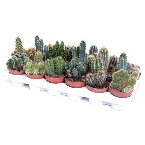Cactus mix 17cm – 3 stuks - Rotsplantenshop