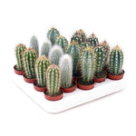 Mini cactus zuil mix 10cm- 5 stuks - Rotsplantenshop