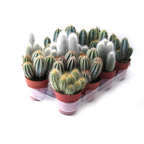 Cactus zuil mix 13cm - 3 stuks - Rotsplantenshop