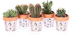 Cactus mix Ø5,5cm in Terracotta sierpot - 3 stuks - Rotsplantenshop