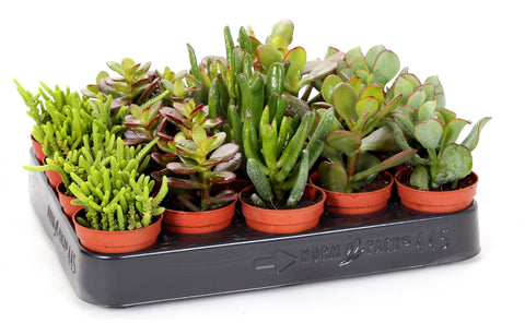 Mini Succulent Crassula mix 5cm – 5 stuks - Rotsplantenshop