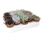 Mini Succulent Echeveria mix 8cm  – 5 stuks - Rotsplantenshop