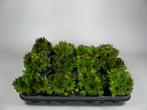 Groen met zwarte punt - Sempervivum - Rotsplantenshop