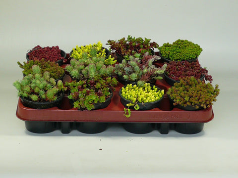 9 x Mini Cactus Mix | Terracotta Potten 9 x Mini Cactus Mix | Terracotta Potten