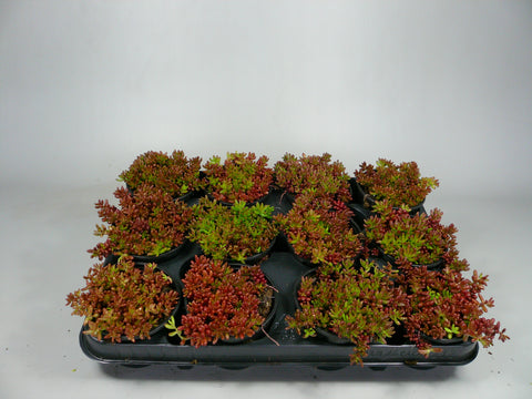 Mini Succulenten Mix - 30 Stuks - 5,5 cm - Hoogte: 5-10 cm Mini Succulenten Mix - 30 Stuks - 5,5 cm - Hoogte: 5-10 cm