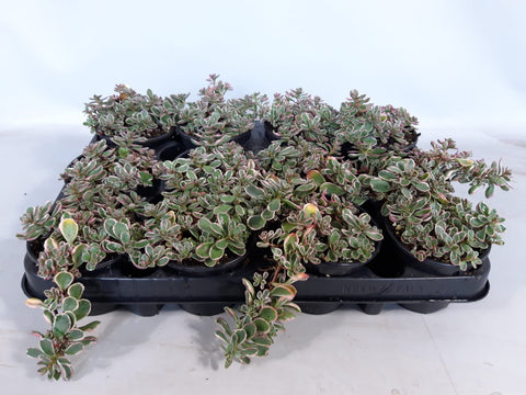 Sedum Spurium Tricolour - Rotsplantenshop
