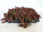 Sedum Spurium Winter - Rotsplantenshop