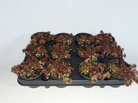 Sedum Spurium - Rotsplantenshop