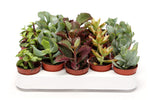 Mini Succulent mix 10cm – 5 stuks - Rotsplantenshop