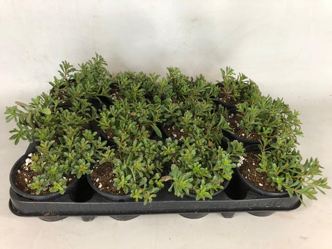 Sedum floriferum - Rotsplantenshop